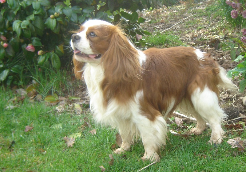 Droopy Des vents de la frette